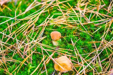 Orman yosunlarındaki mantarlar