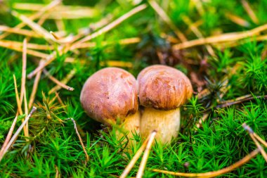 Orman yosunlarındaki mantarlar