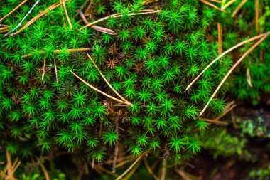 Teraryumdaki orman bitkileri