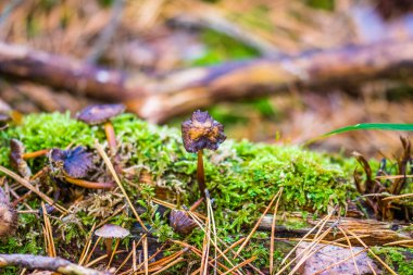 Teraryumdaki orman bitkileri