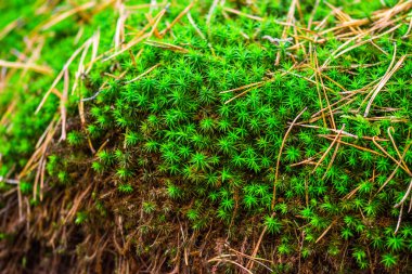 Teraryumdaki orman bitkileri