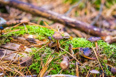 Orman yosunlarındaki mantarlar