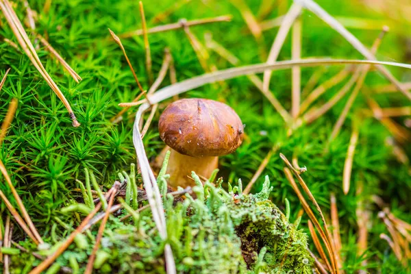 Mushrooms Forest Moss — Stock Photo, Image