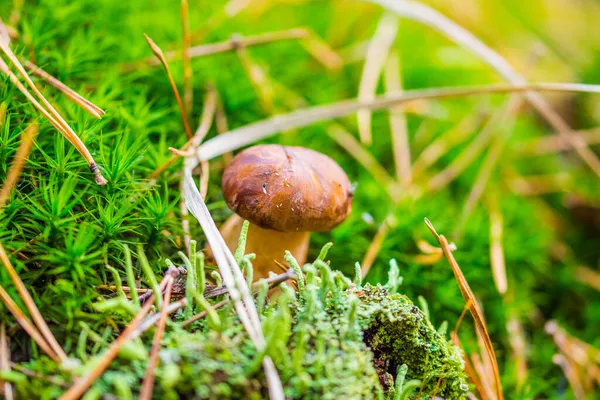 Mushrooms Forest Moss — Stock Photo, Image