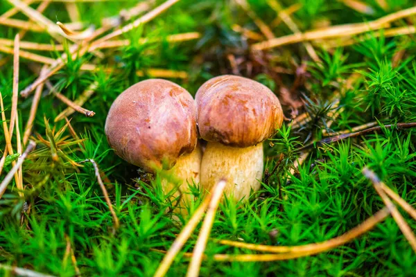 Mushrooms Forest Moss — Stock Photo, Image