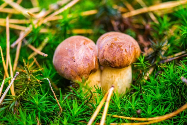 Mushrooms Forest Moss — Stock Photo, Image