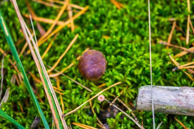 Orman yosunlarındaki mantarlar