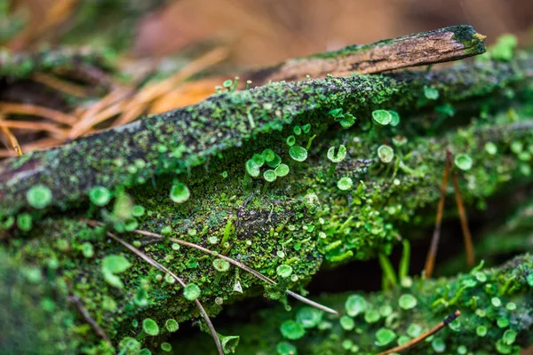 Forest Vegetation Terrarium — Stock Photo, Image