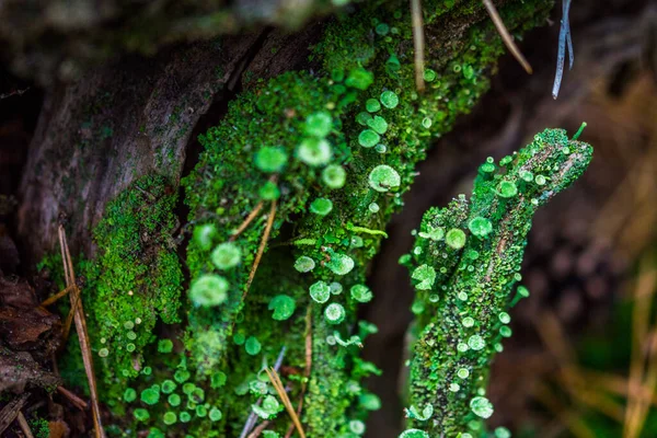 Roślinność Leśna Terrarium — Zdjęcie stockowe