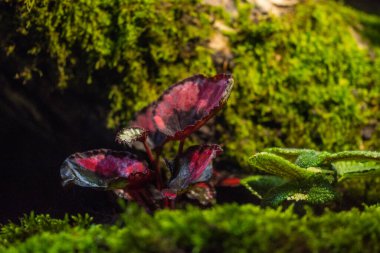 Teraryumdaki orman bitkileri