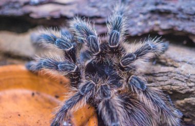 Teraryumdaki zehirli örümcek.