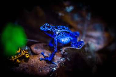 Teraryumdaki zehirli ağaç kurbağası. Zehirli dart kurbağaları - dendrobates