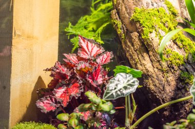 Teraryumdaki orman bitkileri