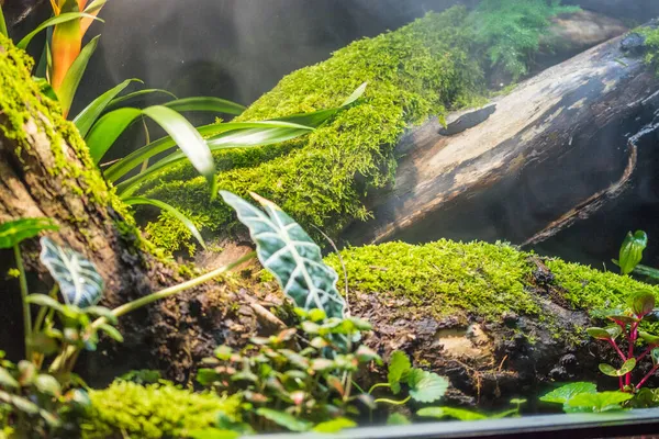 Teraryumdaki orman bitkileri
