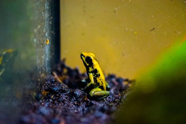 Teraryumdaki Zehirli Ağaç Kurbağası Zehirli Dart Kurbağaları Dendrobates — Stok fotoğraf
