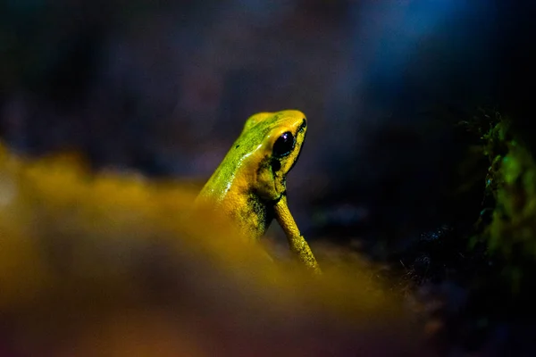 水族馆里的有毒树蛙 毒飞镖蛙 — 图库照片