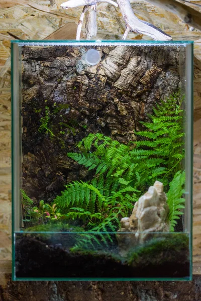 Roślinność Leśna Terrarium — Zdjęcie stockowe