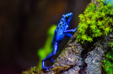 Teraryumdaki zehirli ağaç kurbağası. Zehirli dart kurbağaları - dendrobates