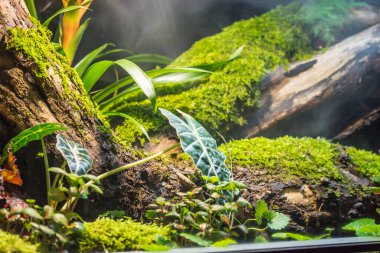 Teraryumdaki orman bitkileri