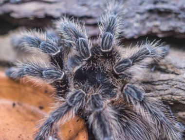Teraryumdaki zehirli örümcek.