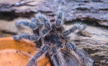 Teraryumdaki zehirli örümcek.