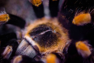 Teraryumdaki zehirli örümcek.