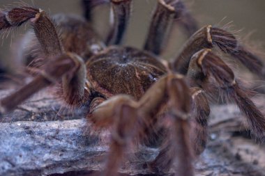 Teraryumdaki zehirli örümcek.