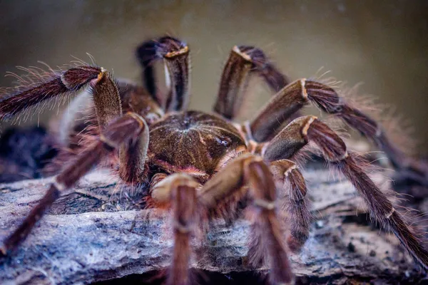 Venomous Spider Terrarium — Stock Photo, Image