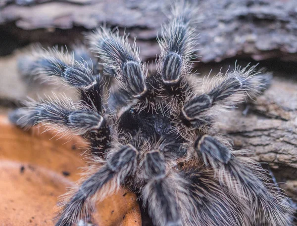 Teraryumdaki zehirli örümcek.