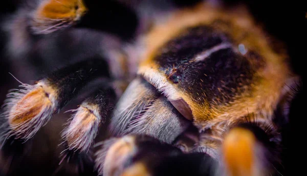 Венозний Павук Тераріумі — стокове фото