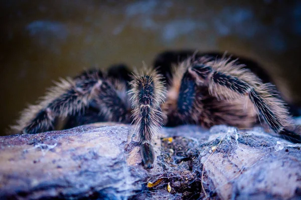 Araignée Venimeuse Dans Terrarium — Photo