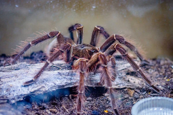 Venomous Spider Terrarium — Stock Photo, Image