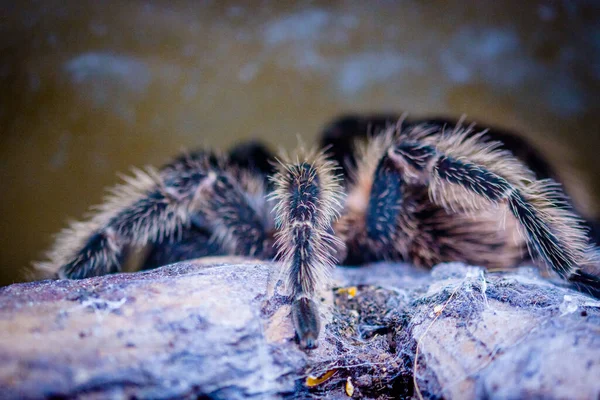 Venomous Spider Terrarium — Stock Photo, Image