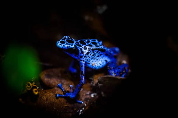 Poisonous tree frog in a terrarium. Poison dart frogs - dendrobates