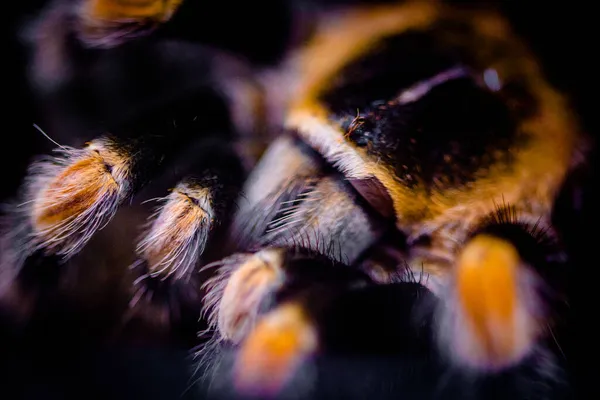 Jedovatý Pavouk Teráriu — Stock fotografie