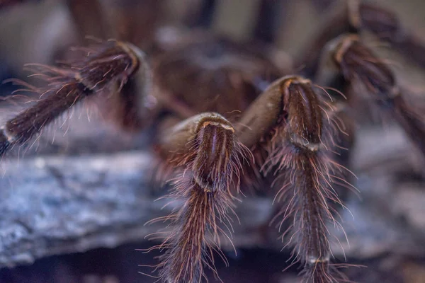 Jedovatý Pavouk Teráriu — Stock fotografie