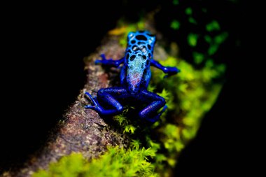 Teraryumdaki zehirli ağaç kurbağası. Zehirli dart kurbağaları - dendrobates