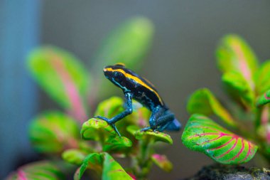 Teraryumdaki zehirli ağaç kurbağası. Zehirli dart kurbağaları - dendrobates