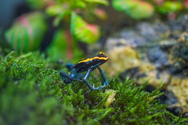 Teraryumdaki zehirli ağaç kurbağası. Zehirli dart kurbağaları - dendrobates
