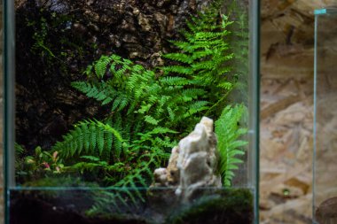 Teraryumdaki orman bitkileri