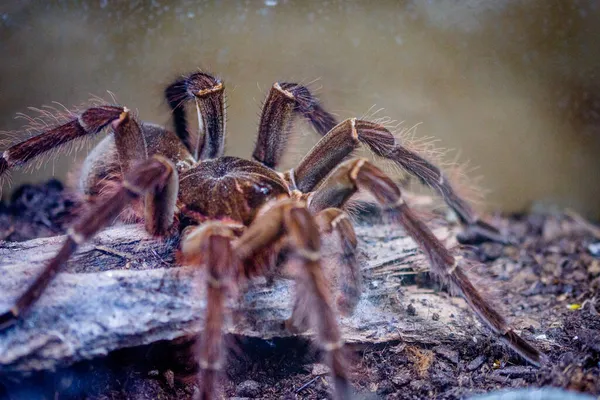 Venomous Spider Terrarium — Stock Photo, Image