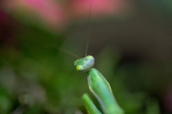 Mantis Στο Terrarium — Φωτογραφία Αρχείου