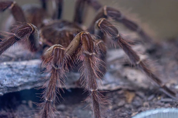 Venomous Spider Terrarium — Stock Photo, Image