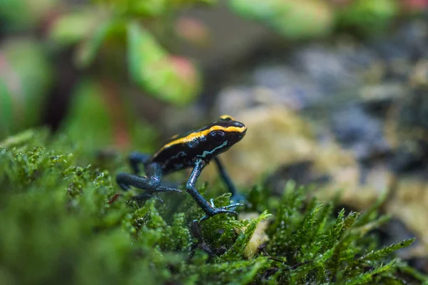 Mérgező Béka Terráriumban Mérgezett Dárda Békák Dendrobates — Stock Fotó