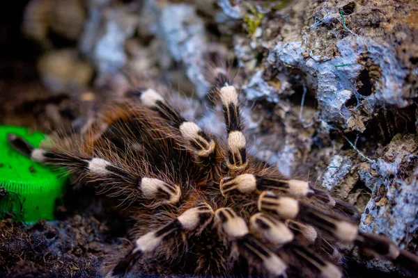 水族馆里的毒蜘蛛 — 图库照片