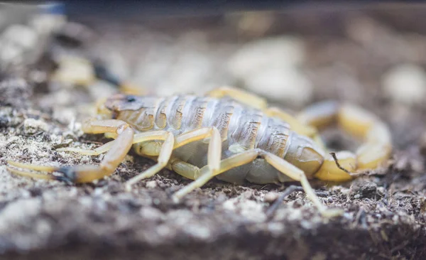 Stock image Poisonous scorpion in a terrarium