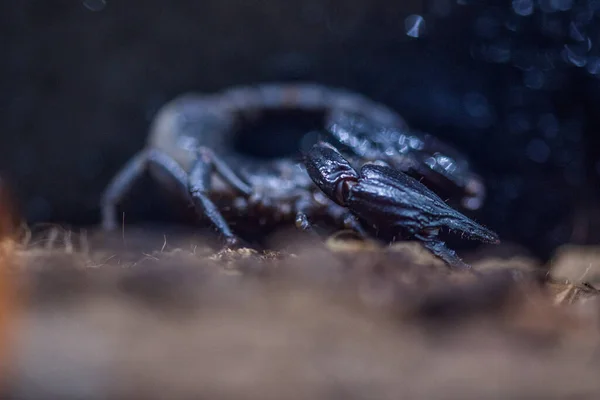 Scorpion Toxique Dans Terrarium — Photo