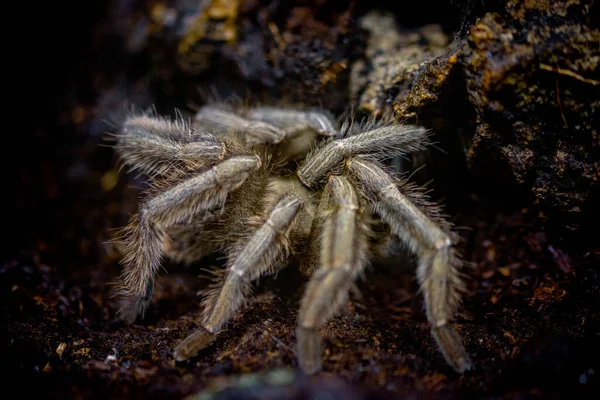 Venomous Spider Terrarium — Stock Photo, Image