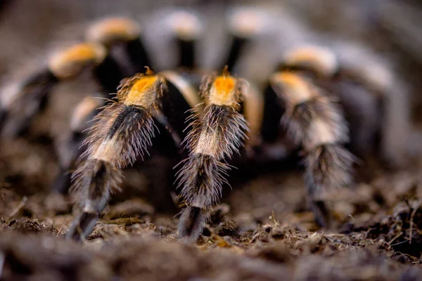 Giftige Spinne Terrarium — Stockfoto