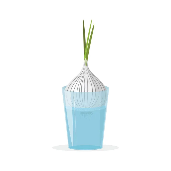 Cebolas Brotar Cebola Branca Copo Vidro Cultivando Vegetação Casa Ilustração —  Vetores de Stock